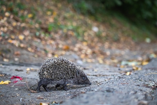 级分排名中 级分排名中