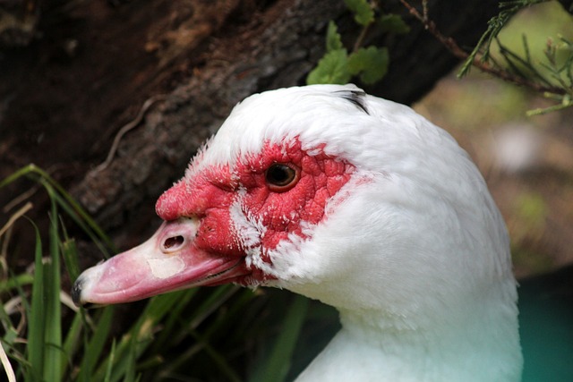 完成了梅开 完成了梅开